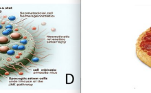 荒谬!史上最短命论文,985高校学者用AI生成论文插图,仅发表3天被撤稿!-ai论文润色